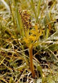 Attēlu rezultāti vaicājumam “Botrychium matricariifolium”