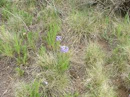 Attēlu rezultāti vaicājumam “Polemoniaceae”