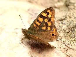 Attēlu rezultāti vaicājumam “Pararge aegeria upperside”