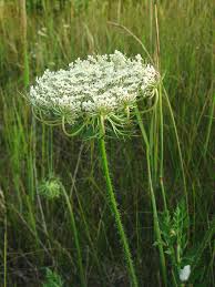 Attēlu rezultāti vaicājumam “Daucus carota subsp. carota”