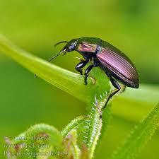 Attēlu rezultāti vaicājumam “Poecilus cupreus”