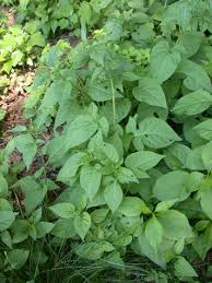 Attēlu rezultāti vaicājumam “Solanum dulcamara leaf”