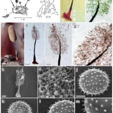 Attēlu rezultāti vaicājumam “Claustria didermoides spores”
