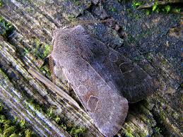 Attēlu rezultāti vaicājumam “Orthosia populeti”