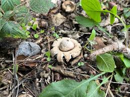 Attēlu rezultāti vaicājumam “Geastrum minimum”