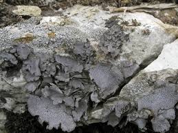 Attēlu rezultāti vaicājumam “Dermatocarpon miniatum”