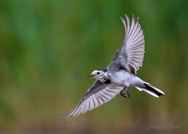 Attēlu rezultāti vaicājumam “Motacilla alba juvenile”