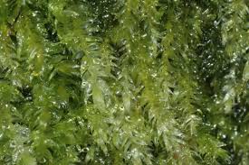 Attēlu rezultāti vaicājumam “Pseudotaxiphyllum elegans”