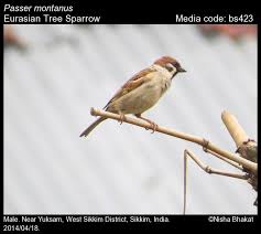 Attēlu rezultāti vaicājumam “Passer montanus”