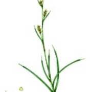 Attēlu rezultāti vaicājumam “Carex panicea flower”