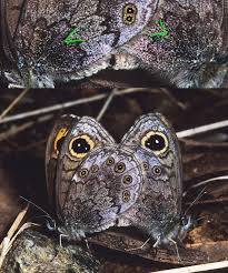 Attēlu rezultāti vaicājumam “Lasiommata petropolitana”