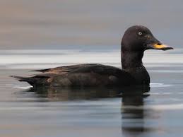 Attēlu rezultāti vaicājumam “Melanitta fusca male”