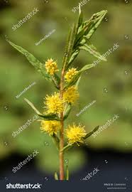 Attēlu rezultāti vaicājumam “Lysimachia thyrsiflora flower”