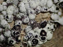 Attēlu rezultāti vaicājumam “Diderma subviridifuscum macro”