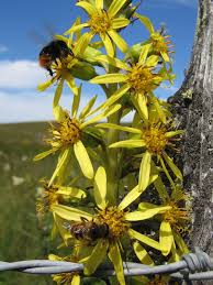 Attēlu rezultāti vaicājumam “Ligularia sibirica flower”