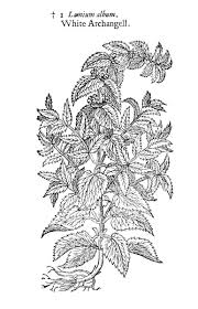 Attēlu rezultāti vaicājumam “Lamium album”