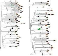 Attēlu rezultāti vaicājumam “Bembidion litorale”