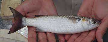 Image result for Mugil