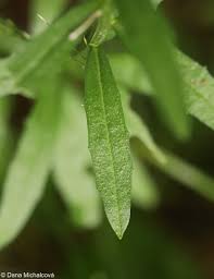 Attēlu rezultāti vaicājumam “Erysimum hieracifolium”