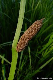 Attēlu rezultāti vaicājumam “Acorus calamus fruit”