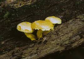 Attēlu rezultāti vaicājumam “Pholiota flammans”