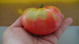 Afbeeldingsresultaat voor 1884 purple tomato