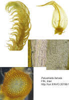 Attēlu rezultāti vaicājumam “Palustriella falcata”