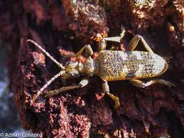 Attēlu rezultāti vaicājumam “Rhagium mordax”