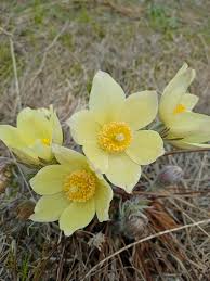 Attēlu rezultāti vaicājumam “Pulsatilla patens flower”