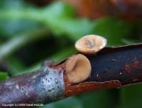 Attēlu rezultāti vaicājumam “Rutstroemia firma”