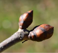 Attēlu rezultāti vaicājumam “Aesculus x hybrida bud”