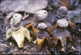 Attēlu rezultāti vaicājumam “Geastrum quadrifidum”