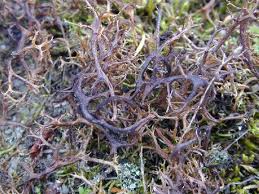 Attēlu rezultāti vaicājumam “Cetraria aculeata”