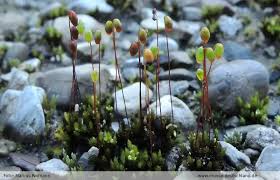 Attēlu rezultāti vaicājumam “Bryum neodamense”