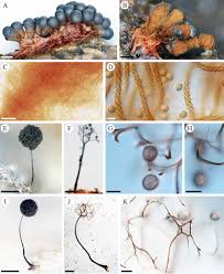 Attēlu rezultāti vaicājumam “Metatrichia vesparia”