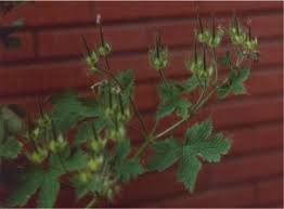 Attēlu rezultāti vaicājumam “Geranium bohemicum fruit”