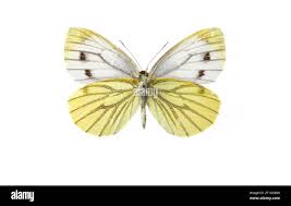 Attēlu rezultāti vaicājumam “Pieris napi female”