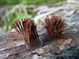 Attēlu rezultāti vaicājumam “Stemonitis axifera stalked”