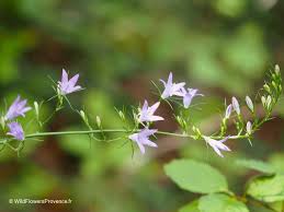 Image result for Campanula rapunculus