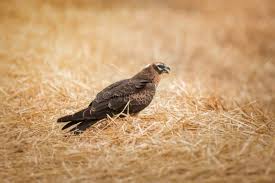 Attēlu rezultāti vaicājumam “Circus pygargus”