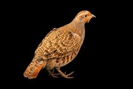 Attēlu rezultāti vaicājumam “Perdix perdix”