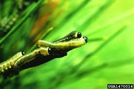 Attēlu rezultāti vaicājumam “Neodiprion sertifer larva”