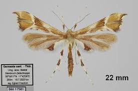 Attēlu rezultāti vaicājumam “Cnaemidophorus rhododactyla”