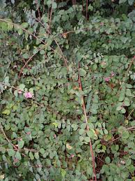 Attēlu rezultāti vaicājumam “Symphoricarpos x chenaultii”