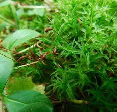 Attēlu rezultāti vaicājumam “Atrichum flavisetum”