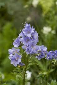 Attēlu rezultāti vaicājumam “Polemonium caeruleum flower”