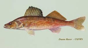 Image result for Sander vitreus