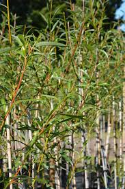 Attēlu rezultāti vaicājumam “Salix daphnoides subsp. acutifolia”