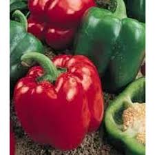 Afbeeldingsresultaat voor yolo wonder sweet pepper