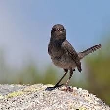 Image result for Sylvia sarda